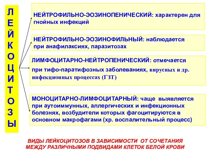 ВИДЫ ЛЕЙКОЦИТОЗОВ В ЗАВИСИМОСТИ ОТ СОЧЕТАНИЯ МЕЖДУ РАЗЛИЧНЫМИ ПОДВИДАМИ КЛЕТОК БЕЛОЙ