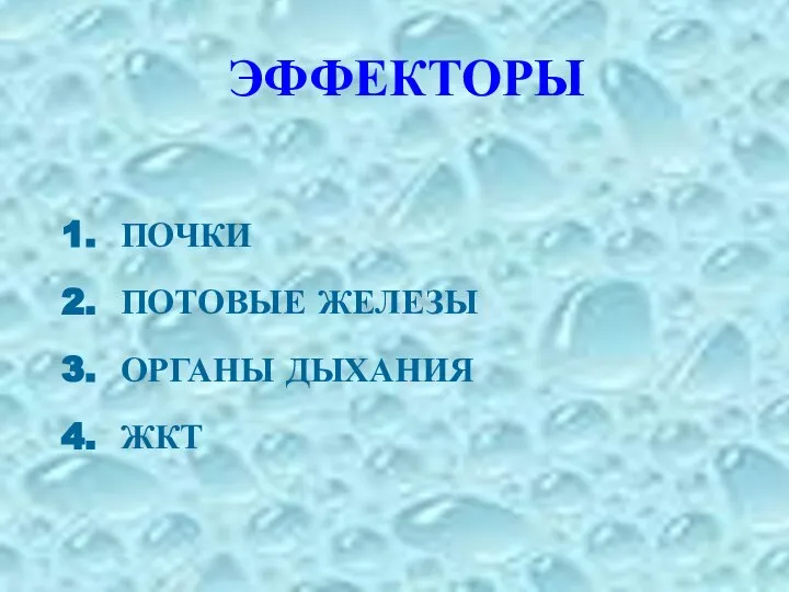 ЭФФЕКТОРЫ ПОЧКИ ПОТОВЫЕ ЖЕЛЕЗЫ ОРГАНЫ ДЫХАНИЯ ЖКТ