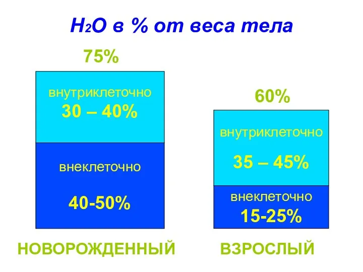 Н2О в % от веса тела НОВОРОЖДЕННЫЙ ВЗРОСЛЫЙ внутриклеточно 30 –