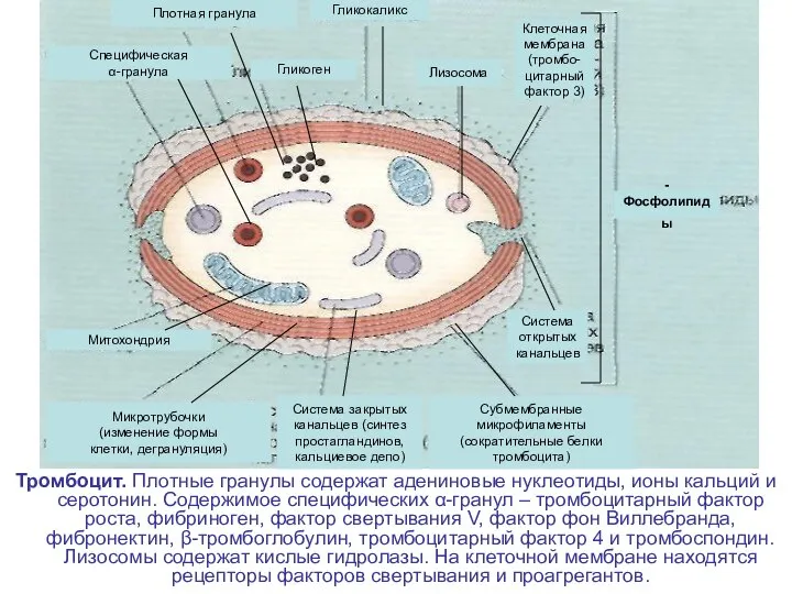 Тромбоцит. Плотные гранулы содержат адениновые нуклеотиды, ионы кальций и серотонин. Содержимое