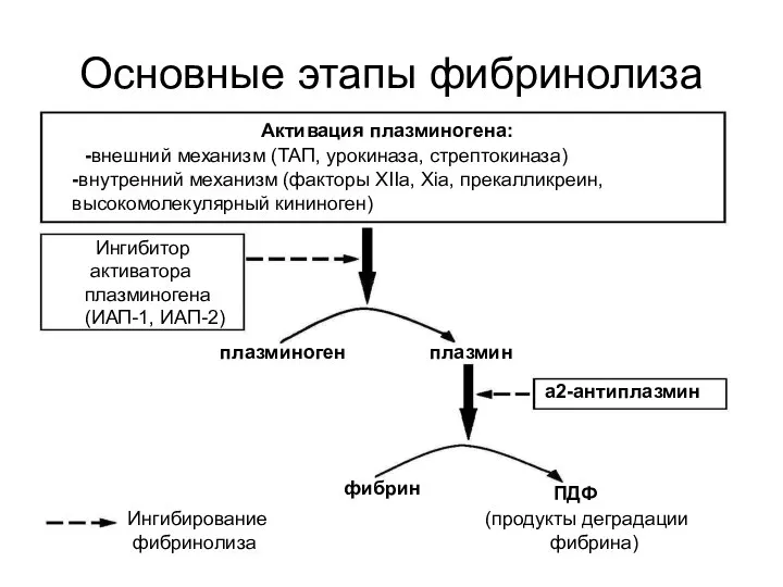 Основные этапы фибринолиза Активация плазминогена: плазмин плазминоген фибрин ПДФ (продукты деградации