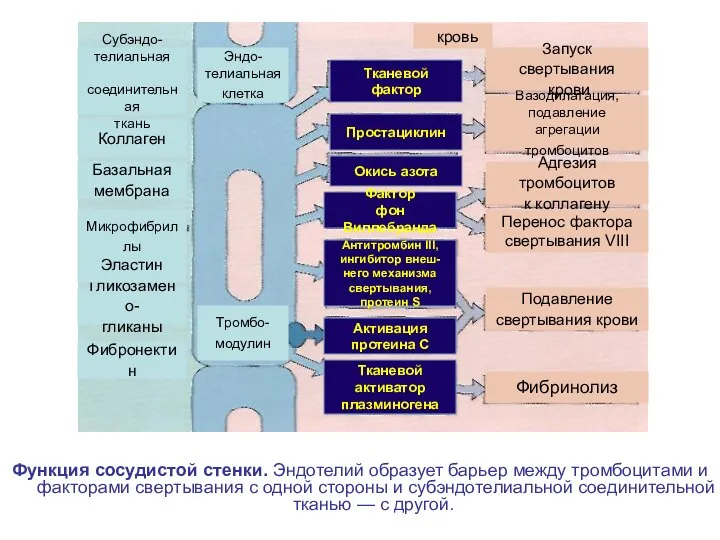 Функция сосудистой стенки. Эндотелий образует барьер между тромбоцитами и факторами свертывания