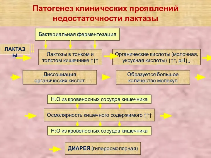 Патогенез клинических проявлений недостаточности лактазы ЛАКТАЗЫ Бактериальная ферментезация Лактозы в тонком