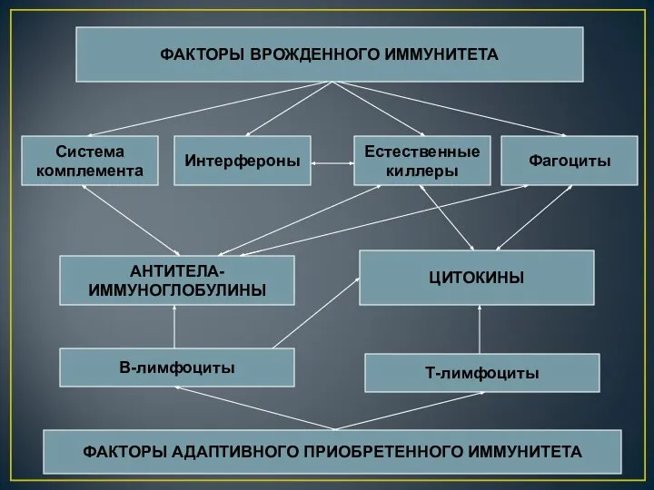 ФАКТОРЫ ВРОЖДЕННОГО ИММУНИТЕТА ФАКТОРЫ АДАПТИВНОГО ПРИОБРЕТЕННОГО ИММУНИТЕТА В-лимфоциты Т-лимфоциты АНТИТЕЛА- ИММУНОГЛОБУЛИНЫ