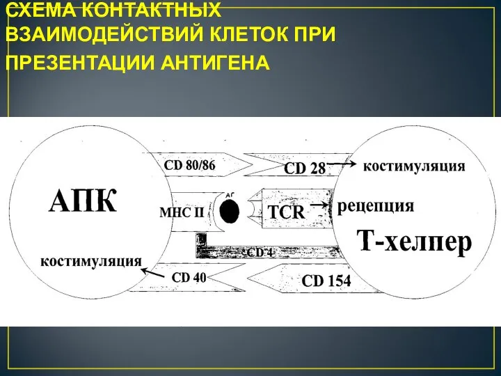 СХЕМА КОНТАКТНЫХ ВЗАИМОДЕЙСТВИЙ КЛЕТОК ПРИ ПРЕЗЕНТАЦИИ АНТИГЕНА