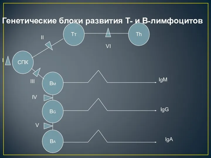 Генетические блоки развития Т- и В-лимфоцитов Тт Тh СПК BМ BG