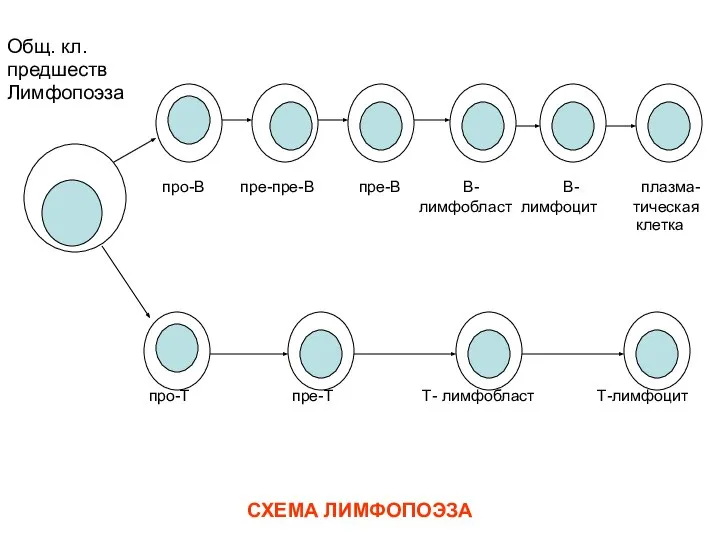 СХЕМА ЛИМФОПОЭЗА Общ. кл. предшеств Лимфопоэза про-В пре-пре-В пре-В В- В-