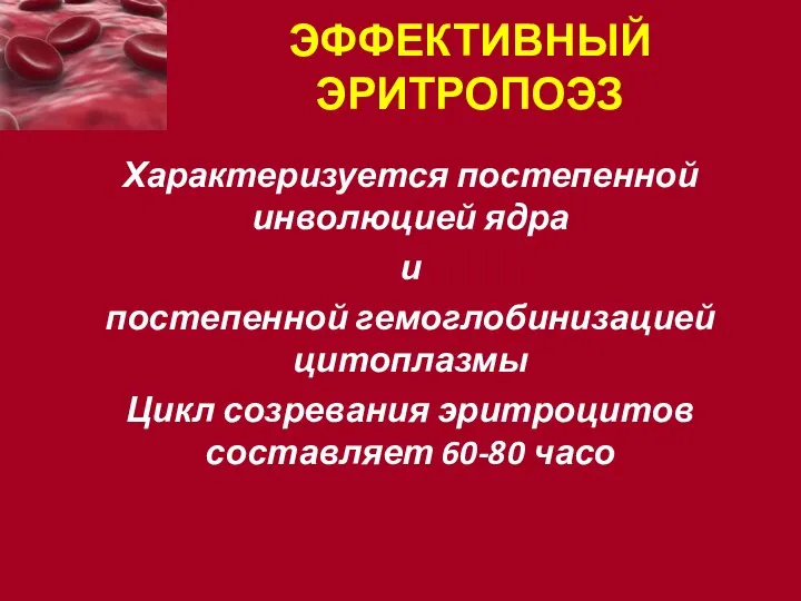 ЭФФЕКТИВНЫЙ ЭРИТРОПОЭЗ Характеризуется постепенной инволюцией ядра и постепенной гемоглобинизацией цитоплазмы Цикл созревания эритроцитов составляет 60-80 часо