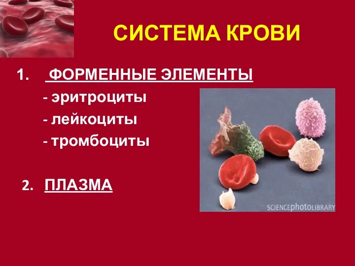 СИСТЕМА КРОВИ ФОРМЕННЫЕ ЭЛЕМЕНТЫ - эритроциты - лейкоциты - тромбоциты 2. ПЛАЗМА