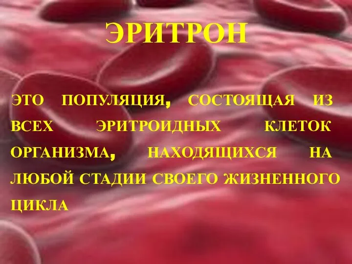 ЭРИТРОН ЭТО ПОПУЛЯЦИЯ, СОСТОЯЩАЯ ИЗ ВСЕХ ЭРИТРОИДНЫХ КЛЕТОК ОРГАНИЗМА, НАХОДЯЩИХСЯ НА ЛЮБОЙ СТАДИИ СВОЕГО ЖИЗНЕННОГО ЦИКЛА