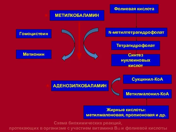 Схема биохимических реакций, протекающих в организме с участием витамина В12 и