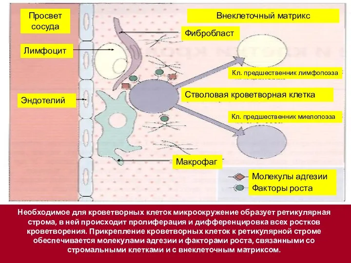 Необходимое для кроветворных клеток микроокружение образует ретикулярная строма, в ней происходит