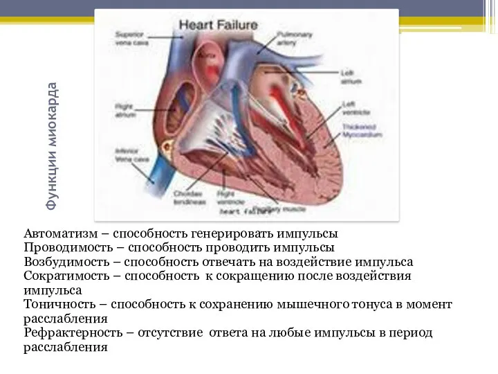 Функции миокарда Автоматизм – способность генерировать импульсы Проводимость – способность проводить