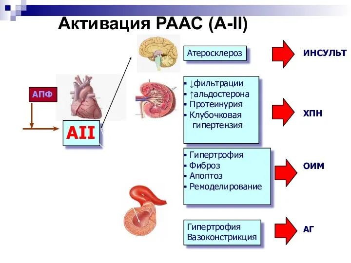 Активация РААС (А-II) АII АПФ Атеросклероз Гипертрофия Вазоконстрикция Гипертрофия Фиброз Апоптоз