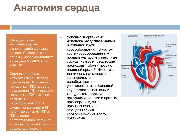 Анатомия сердца Сердце - полый мышечный орган, выполняющий функцию насоса. У