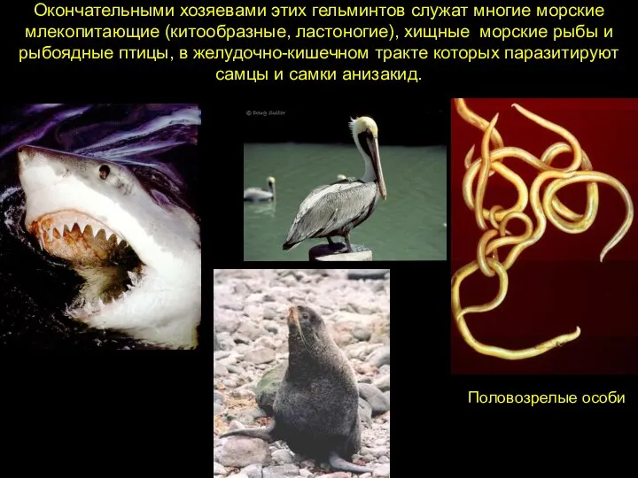 Окончательными хозяевами этих гельминтов служат многие морские млекопитающие (китообразные, ластоногие), хищные