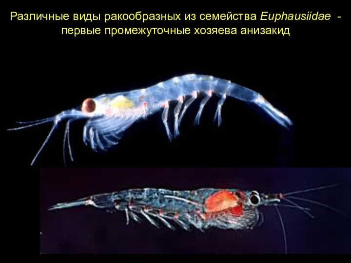 Различные виды ракообразных из семейства Euphausiidae - первые промежуточные хозяева анизакид