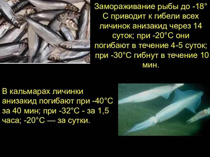 Замораживание рыбы до -18°С приводит к гибели всех личинок анизакид через
