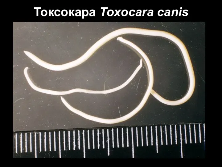 Токсокара Toxocara canis