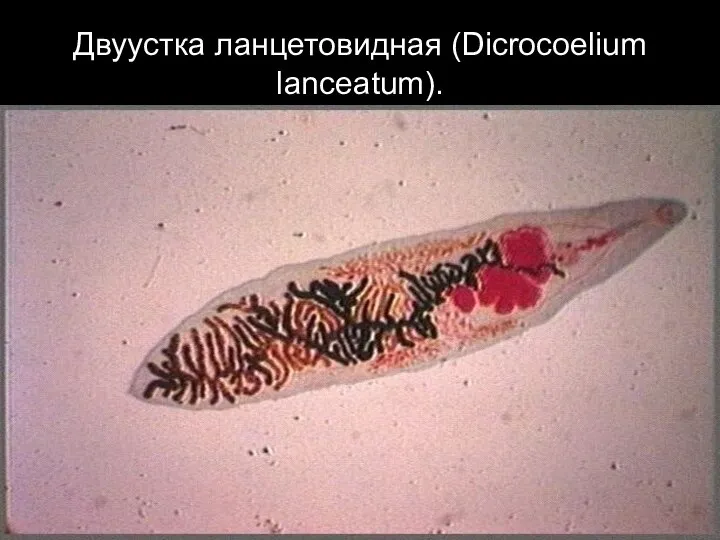 Двуустка ланцетовидная (Dicrocoelium lanceatum).