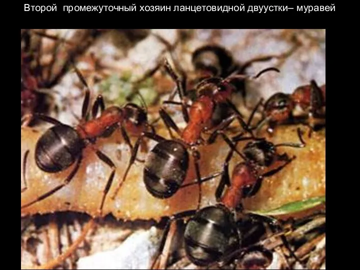 Второй промежуточный хозяин ланцетовидной двуустки– муравей