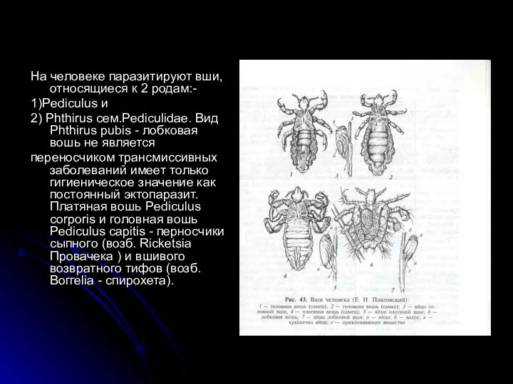 На человеке паразитируют вши, относящиеся к 2 родам:- 1)Pediculus и 2)