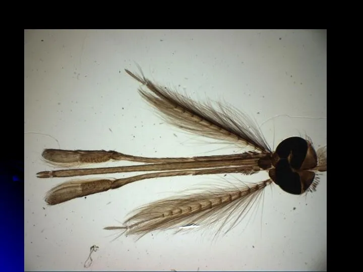 Голова самца малярийного комара