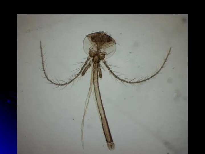 Голова самки немалярийного комара