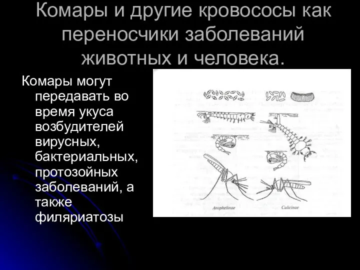 Комары и другие кровососы как переносчики заболеваний животных и человека. Комары