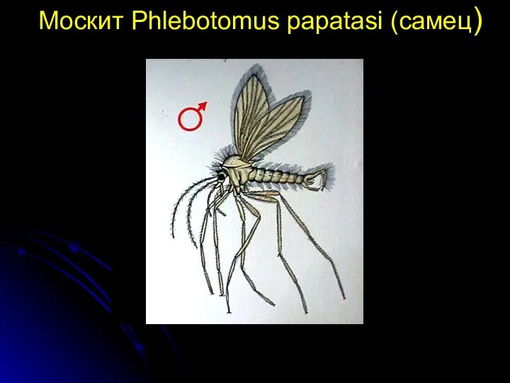 Москит Phlebotomus papatasi (самец)