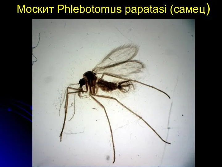 Москит Phlebotomus papatasi (самец)