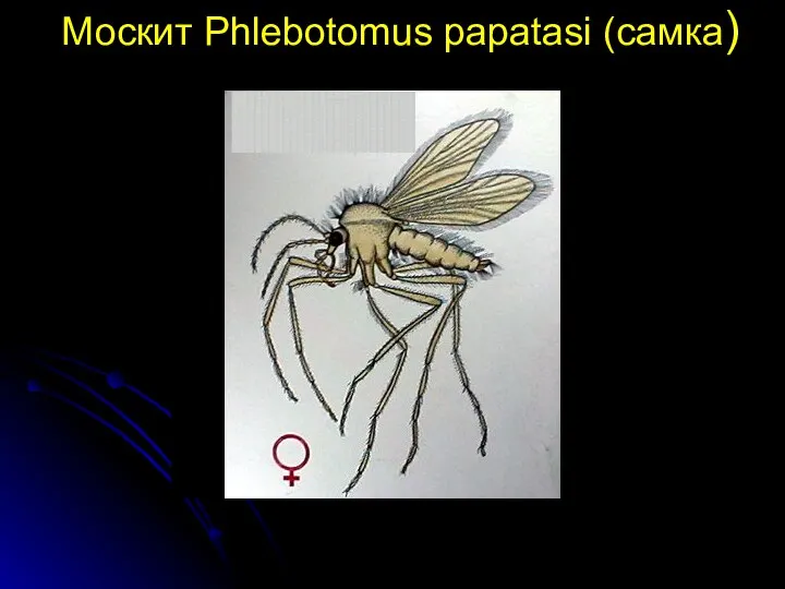 Москит Phlebotomus papatasi (самка)