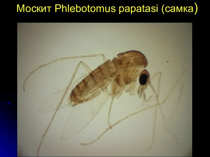 Москит Phlebotomus papatasi (самка)