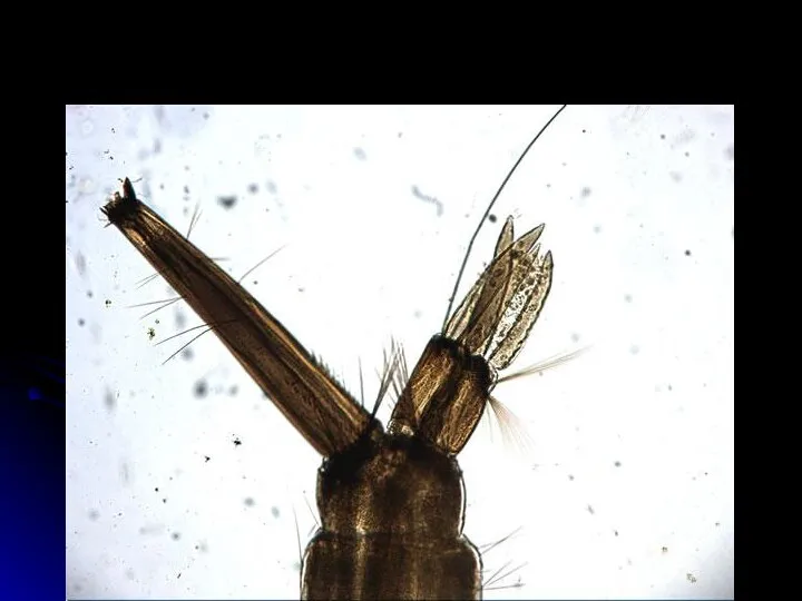 Сифон личинки немалярийного комара