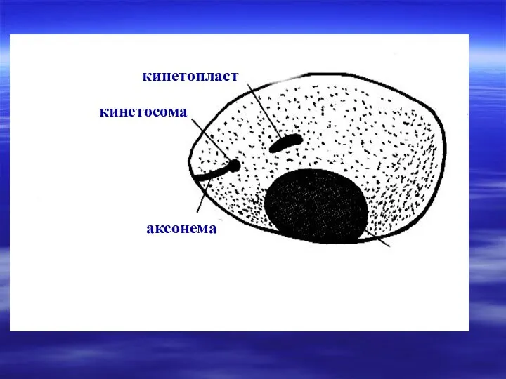 аксонема кинетосома ядро кинетопласт