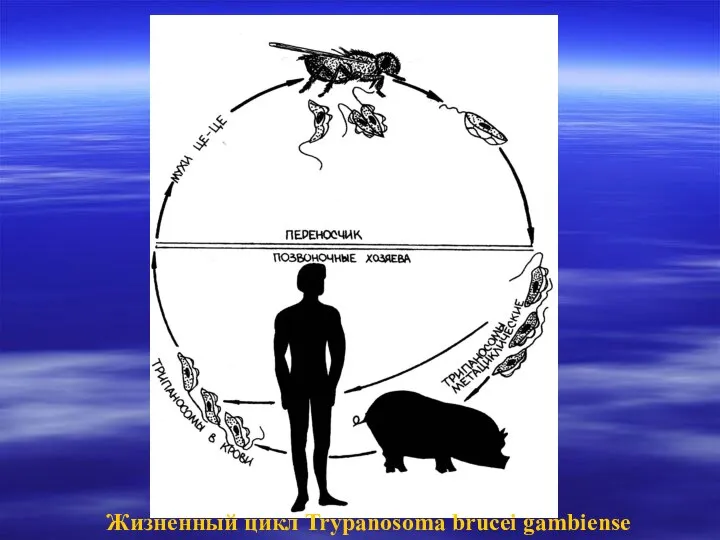 Жизненный цикл Trypanosoma brucei gambiense
