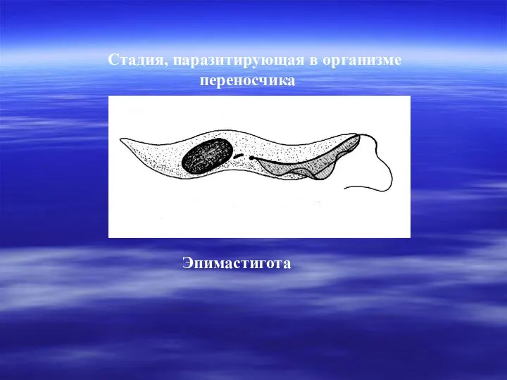 Эпимастигота Стадия, паразитирующая в организме переносчика