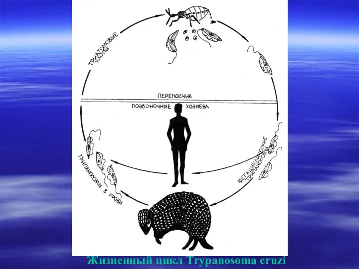 Жизненный цикл Тrypanosoma cruzi