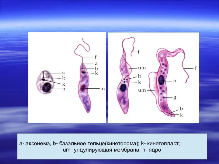 a- аксонема, b- базальное тельце(кинетосома); k- кинетопласт; um- ундулирующая мембрана; n- ядро