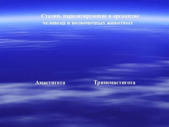 Амастигота Трипомастигота Стадии, паразитирующие в организме человека и позвоночных животных