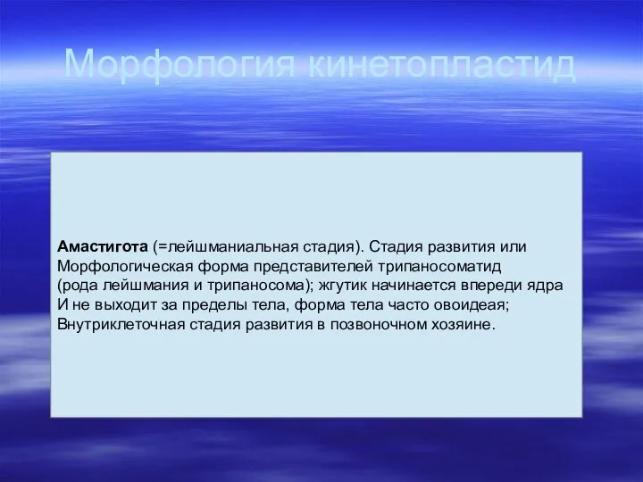 Морфология кинетопластид Амастигота (=лейшманиальная стадия). Стадия развития или Морфологическая форма представителей