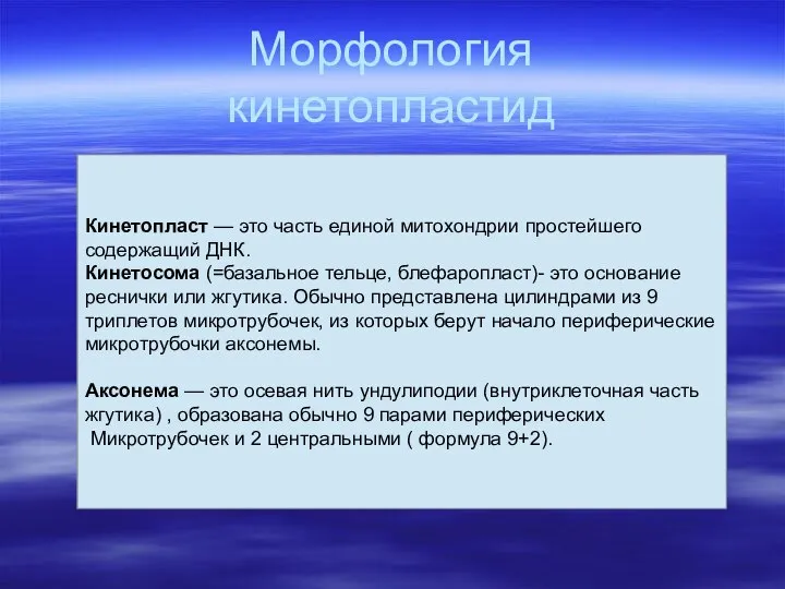 Морфология кинетопластид Кинетопласт — это часть единой митохондрии простейшего содержащий ДНК.