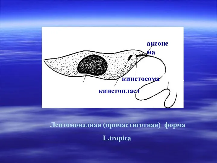 Лептомонадная (промастиготная) форма L.tropica