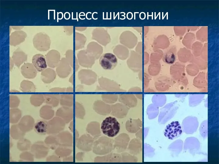 Процесс шизогонии