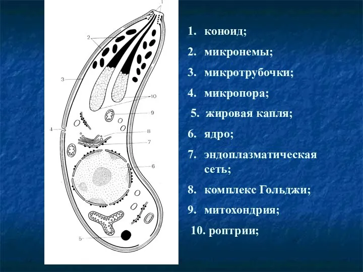 коноид; микронемы; микротрубочки; микропора; 5. жировая капля; ядро; эндоплазматическая сеть; комплекс Гольджи; митохондрия; 10. роптрии;