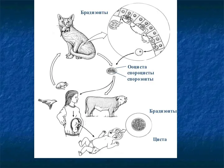 Ооциста спороцисты спорозоиты Циста Брадизоиты микрогаметы макрогаметы Брадизоиты оплодотворение шизогония
