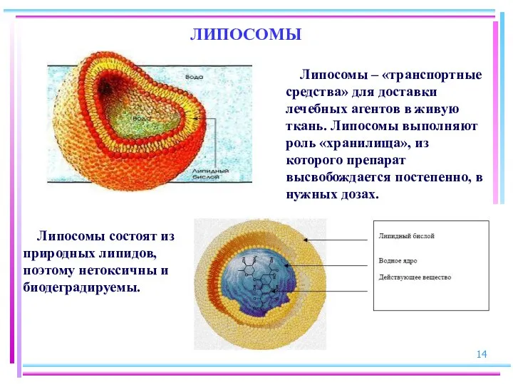 ЛИПОСОМЫ Липосомы – «транспортные средства» для доставки лечебных агентов в живую