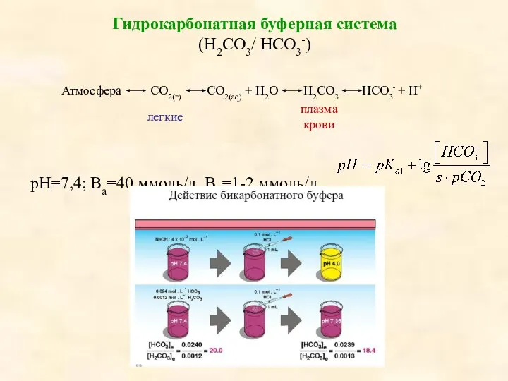 Гидрокарбонатная буферная система (Н2СО3/ НСО3-) Атмосфера СО2(г) СО2(aq) + Н2О Н2СО3