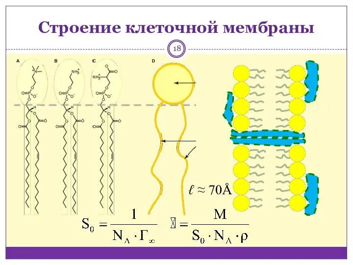 Строение клеточной мембраны ℓ ≈ 70Å