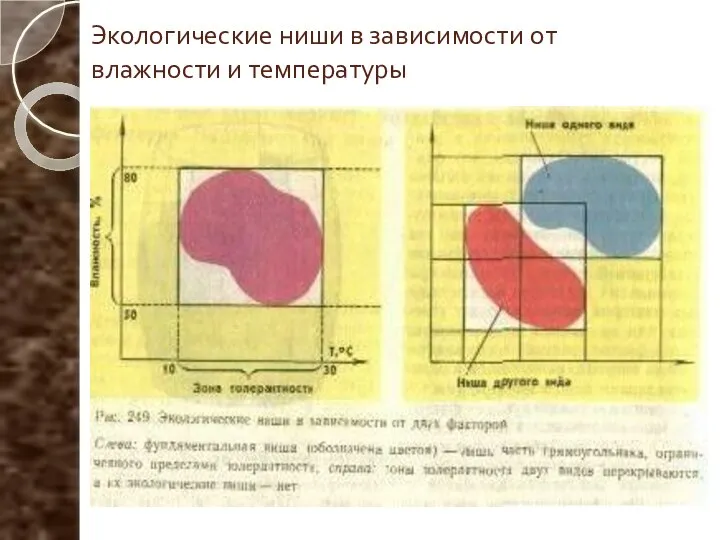 Экологические ниши в зависимости от влажности и температуры